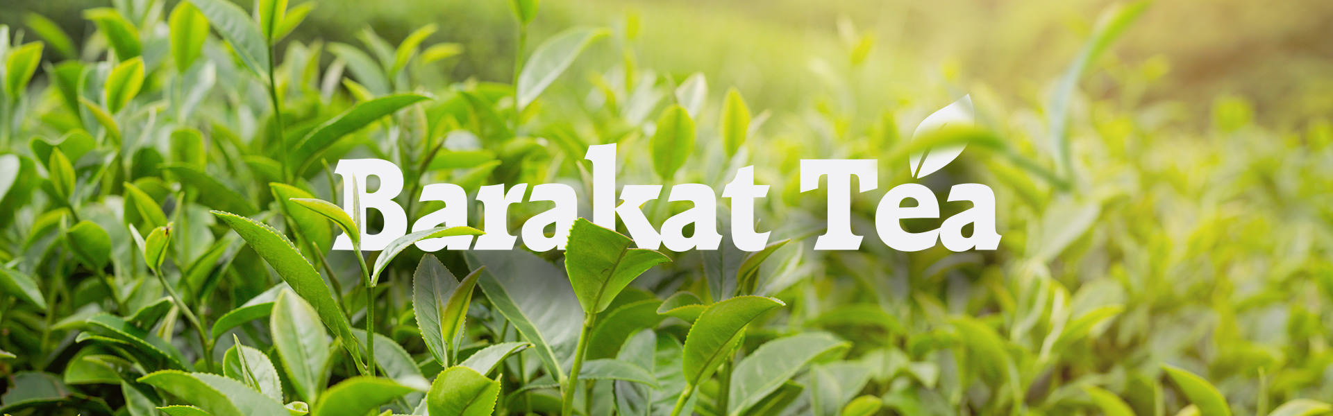 Barakat TEA | For All Your Tea Moments | Black TEA - Green TEA