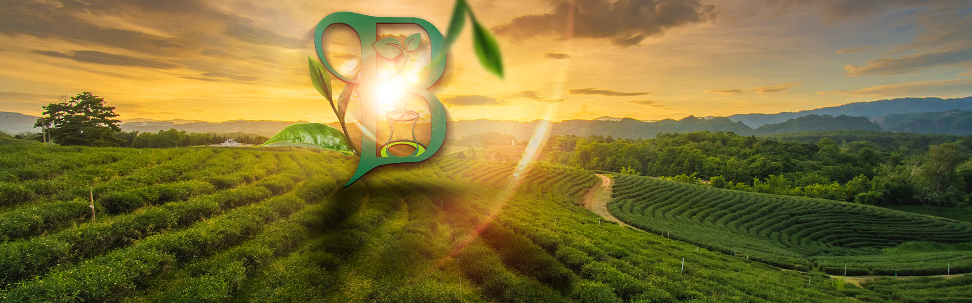 Barakat TEA | For All Your Tea Moments | Black TEA - Green TEA